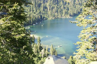 Reflection of trees in water