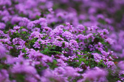 Close-up of purple flowering plants on field