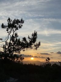 Silhouette trees against sky during sunset