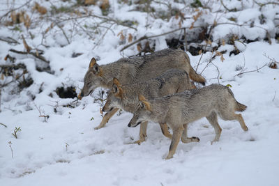 Italian wolves walking on snowfield at abruzzo national park