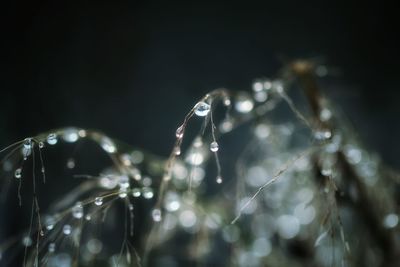 Close-up of water drops on leaf