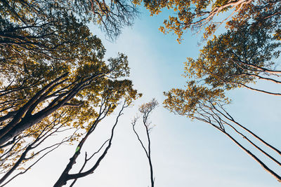 Low angle view of trees against sky