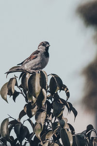 Low angle view of bird perching on tree against sky