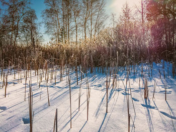 Bare trees on snow covered landscape