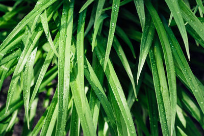 Close-up of wet plant