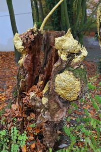 Close-up of plant
