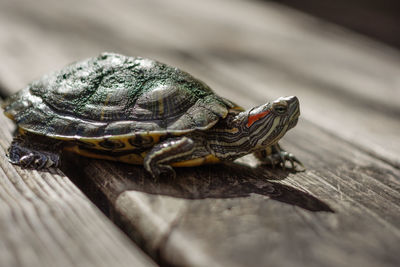 Close-up of turtle