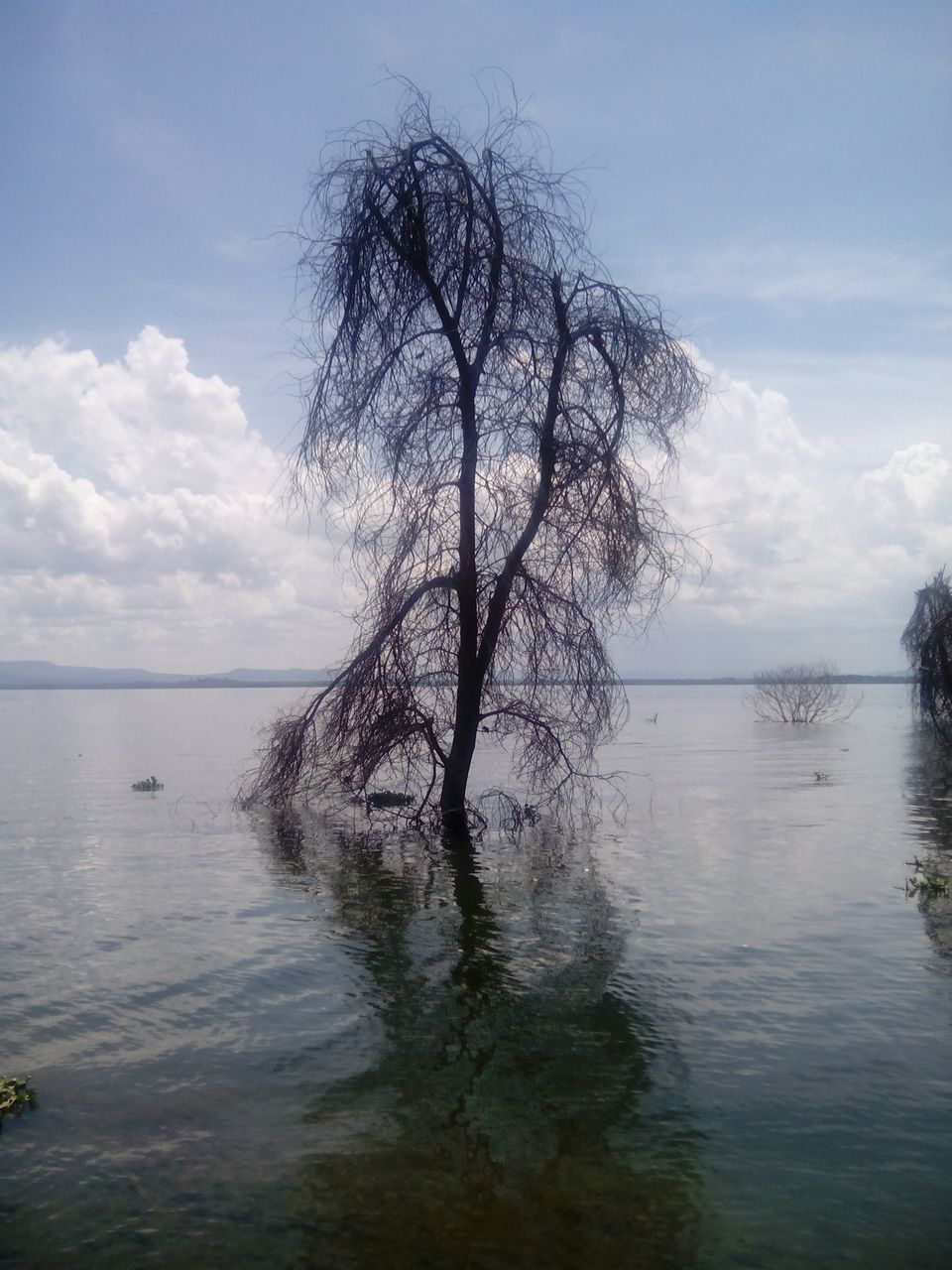 water, sky, tranquil scene, tranquility, tree, sea, scenics, beauty in nature, cloud - sky, nature, horizon over water, cloud, waterfront, lake, idyllic, branch, rippled, reflection, cloudy, calm