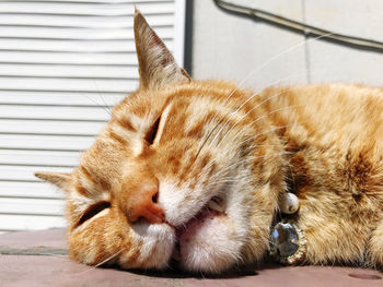 Close-up of cat sleeping