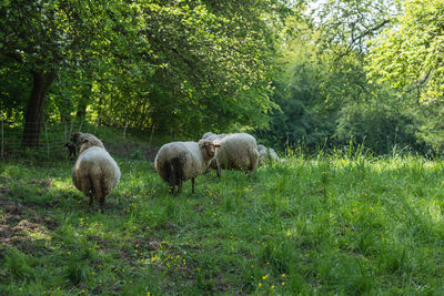 Sheep in a field