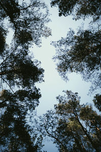 Low angle view of trees against sky