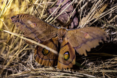 Close-up of lizard