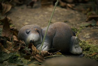 View of animal sleeping on field