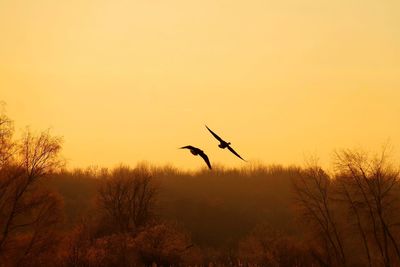 Silhouette of birds flying against orange sky