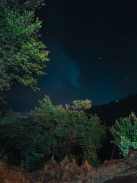 Low angle view of trees against sky at night