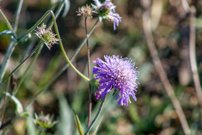Close-up of purple flowering plant in field
