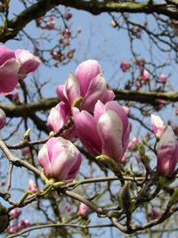 Low angle view of pink flowers