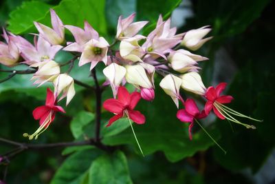 Close-up of pink flowering plant