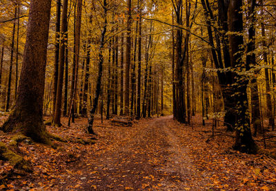 Trees growing in forest during autumn