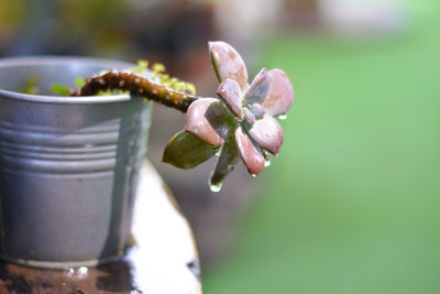 Close-up of  succulent