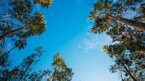 Low angle view of trees against sky