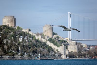 Seagull flying over river against sky