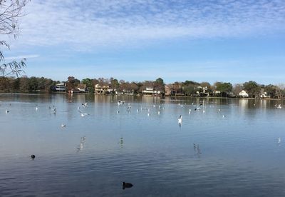 View of birds in calm water