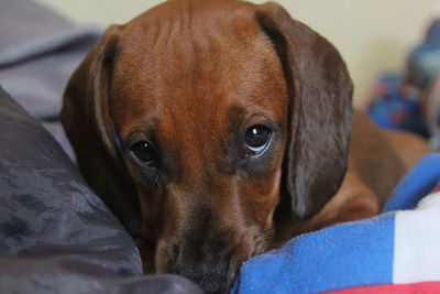 Close-up portrait of dog relaxing on bed