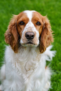 Close-up portrait of a dog