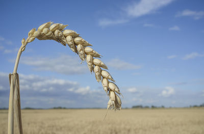 One grain ear of wheat field over blue sky