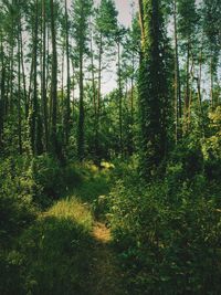 Scenic view of forest