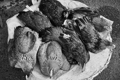 High angle view of birds in nest