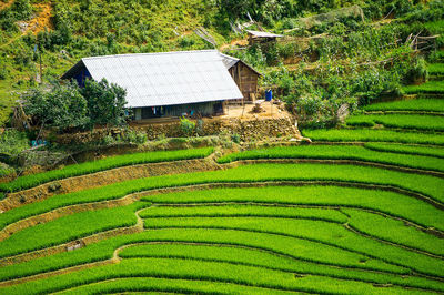 Plants growing on field