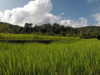 Scenic view of field against sky