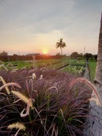 Plants growing on field against sky during sunset