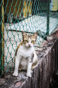 Portrait of cat sitting outdoors