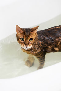 Funny wet cat washing at bath. cute bengal cat taking shower.