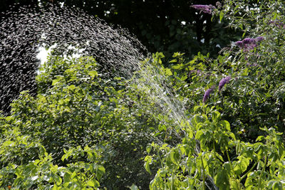 Plants growing in garden