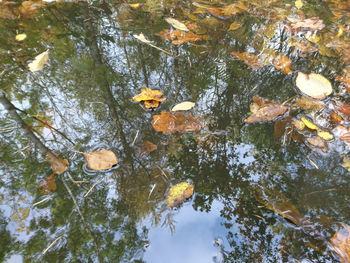 Reflection of trees in water