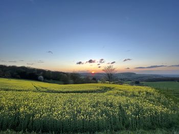 Scenic view of field against sky