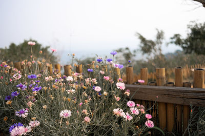 Close-up of flowering plants on field against sky