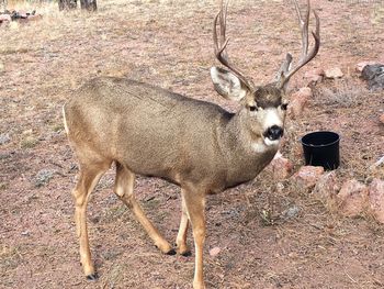 Deer eating