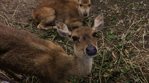 Deer in a field