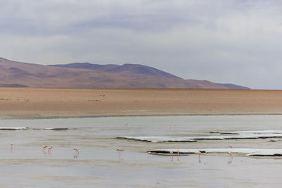 View of birds on beach against sky