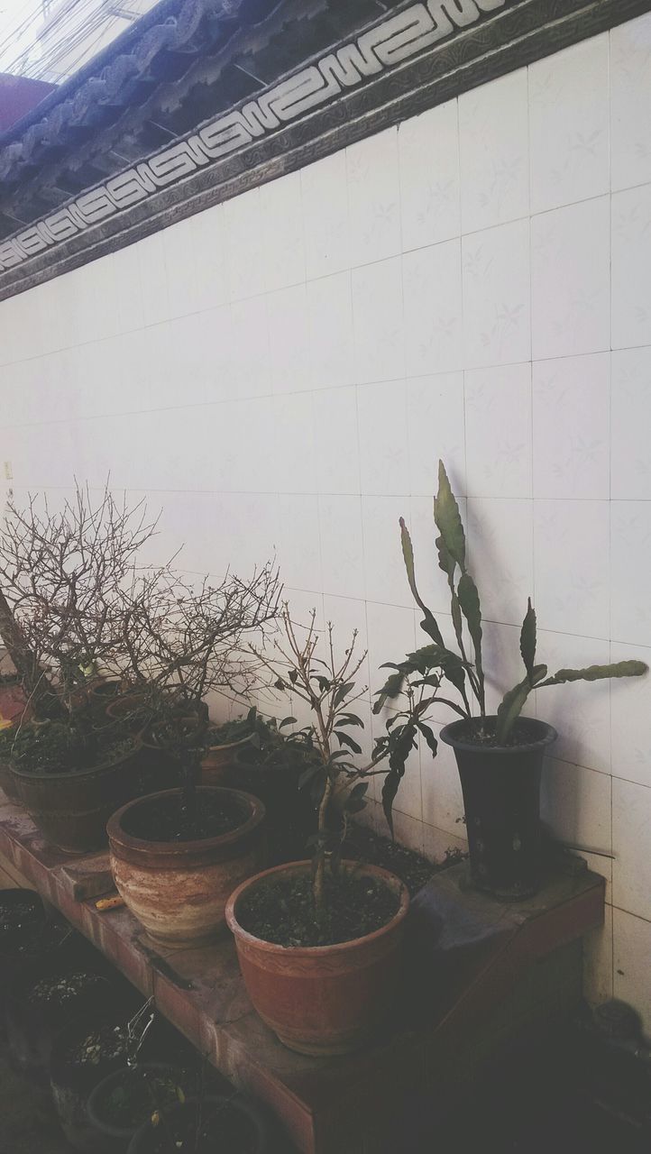 plant, potted plant, wall - building feature, growth, built structure, architecture, indoors, wall, leaf, no people, flower, day, nature, house, building exterior, sunlight, growing, water, window, front or back yard