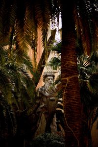 Close-up of palm tree