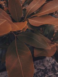 Close-up of autumn leaves