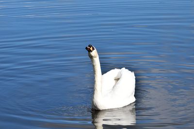 Swan swimming in lake