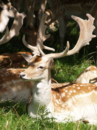 Deer in a field