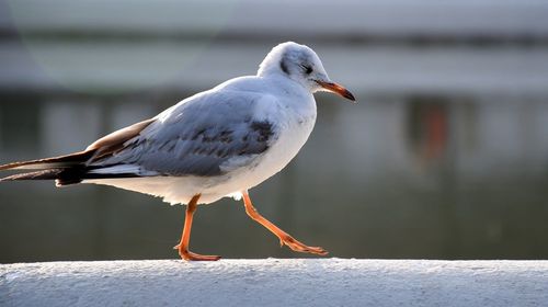 Close-up of seagull perching on retaining wall